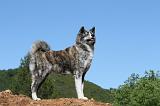 AKITA INU 461